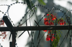 barbed wire and flowers